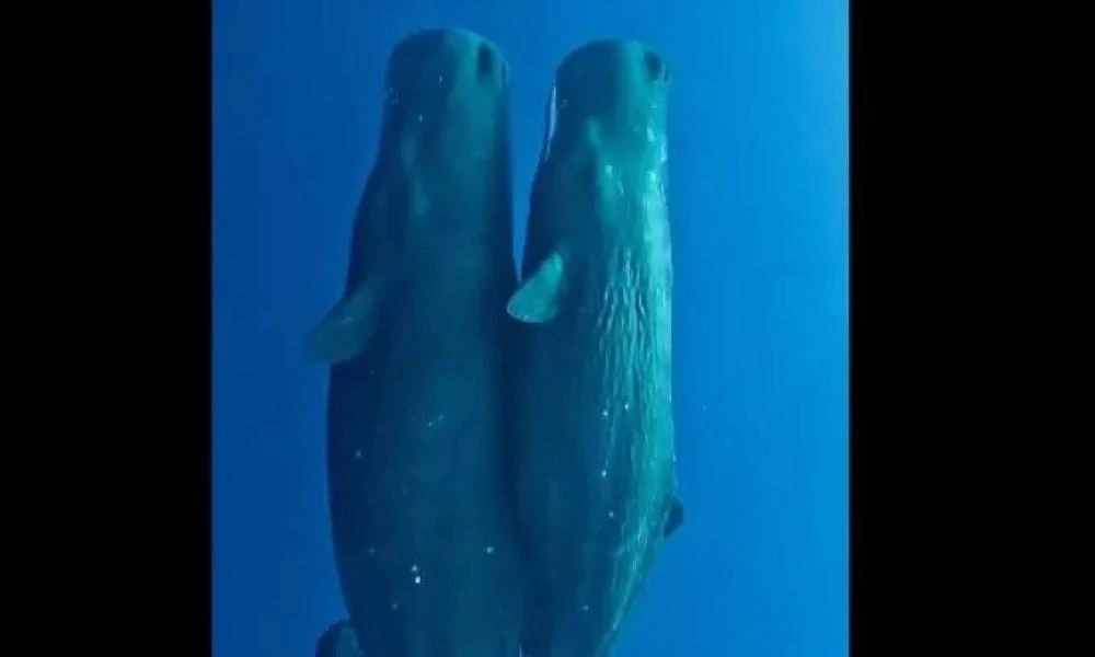 Mαγικό βίντεο! Οικογένεια φαλαινών κοιμάται γαλήνια στον ωκεανό
